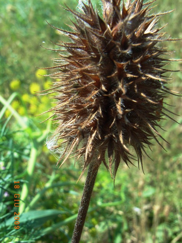suolo salso - Trifolium squarrosum